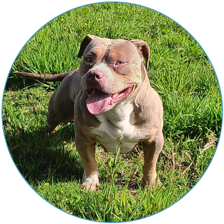 venta de American Bully cachorro