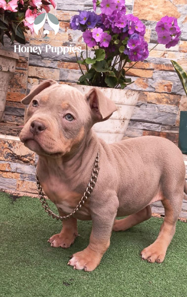 American Bully 