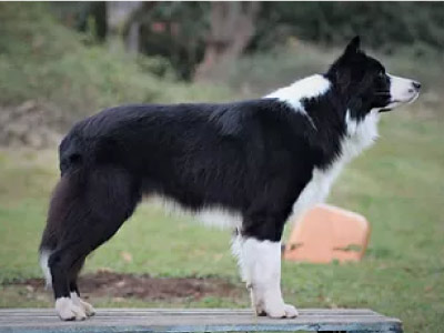 Border Collie 