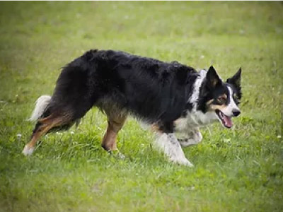 Border Collie Tricolor