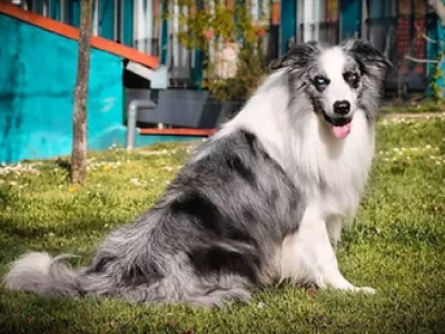 Border Collie Blue Merle