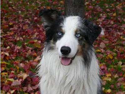 Border Collie Blue Merle Tricolor