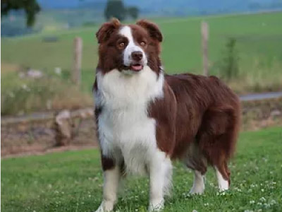 Border Collie Chocolate