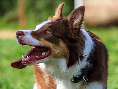 Border Collie Chocolate Tricolor