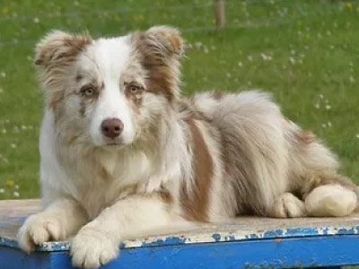 Border Collie Red Merle