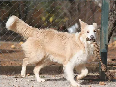 Border Collie Ee-red/Rojo Australiano