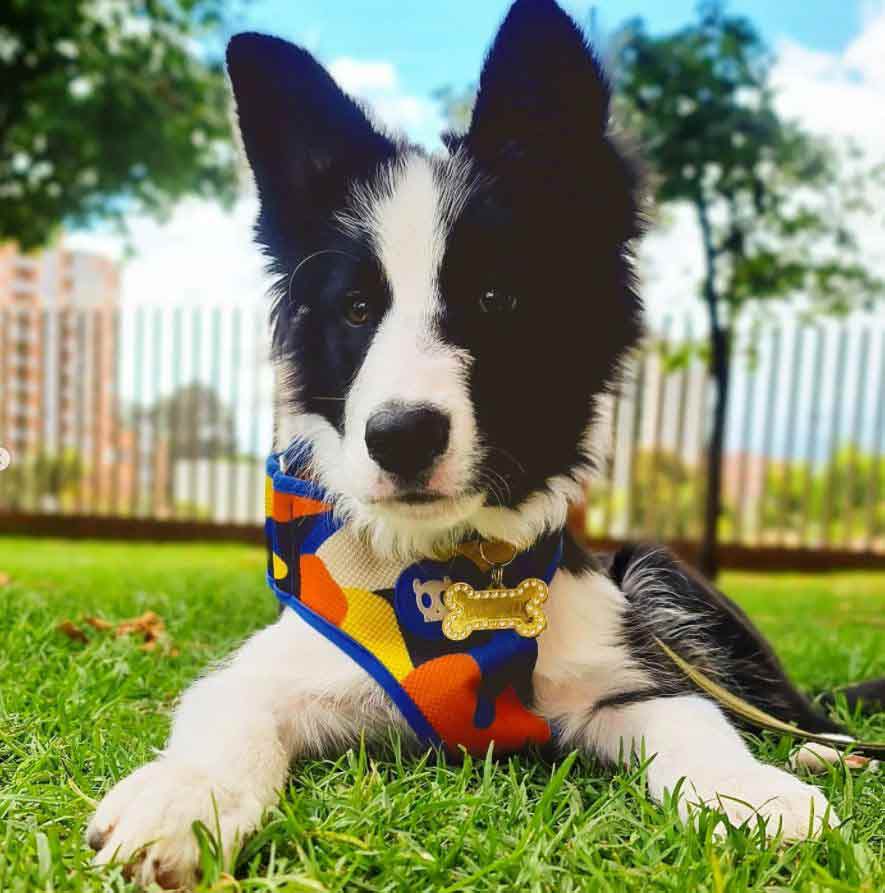 Cocolo Border Collie