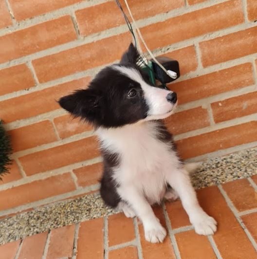Cocolo Border Collie
