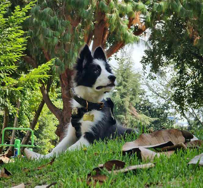 Venta de Border Collie