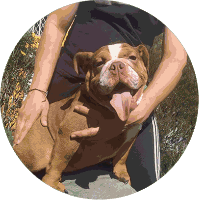 venta de Bulldog Ingles cachorro