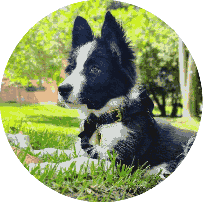 cachorros border collie