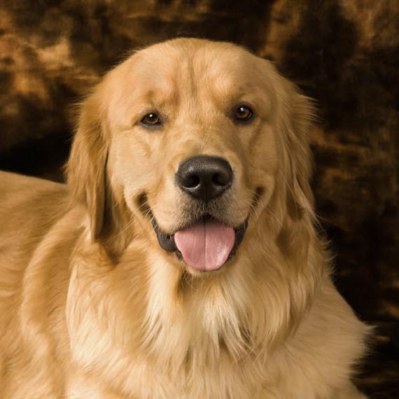 venta de Golden Retriever cachorro