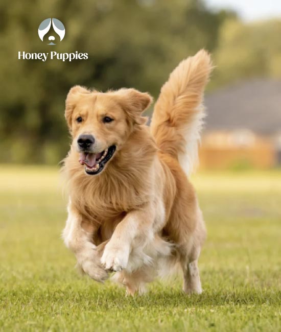 Golden Retriever en Bogotá
