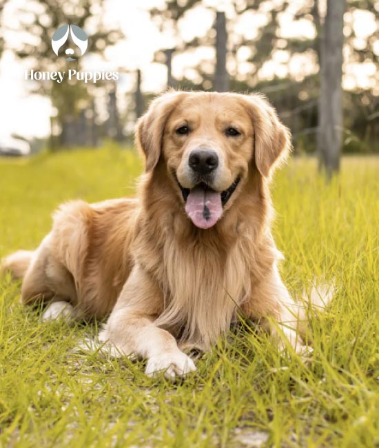 Golden Retriever Bogotá