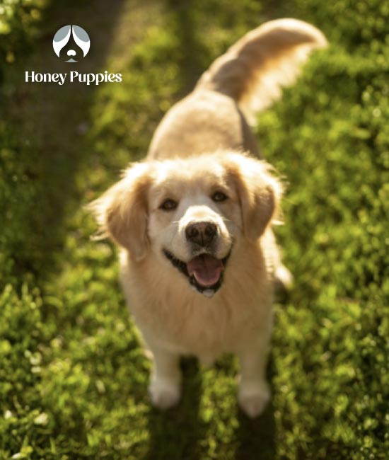 Venta de Golden Retriever