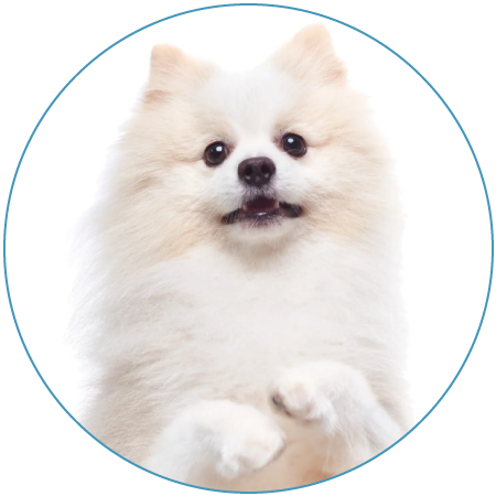 venta de Pomerania cachorro