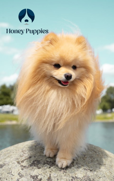 Pomerania