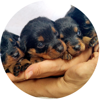 venta de Rottweiler cachorro