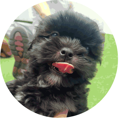 venta de Shih tzu cachorro 