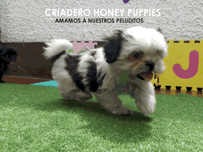 Shih Tzu tradicional Blanco y Negro