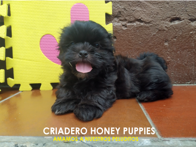 Shih Tzu Tricolor